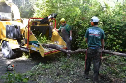 tree services McCaysville